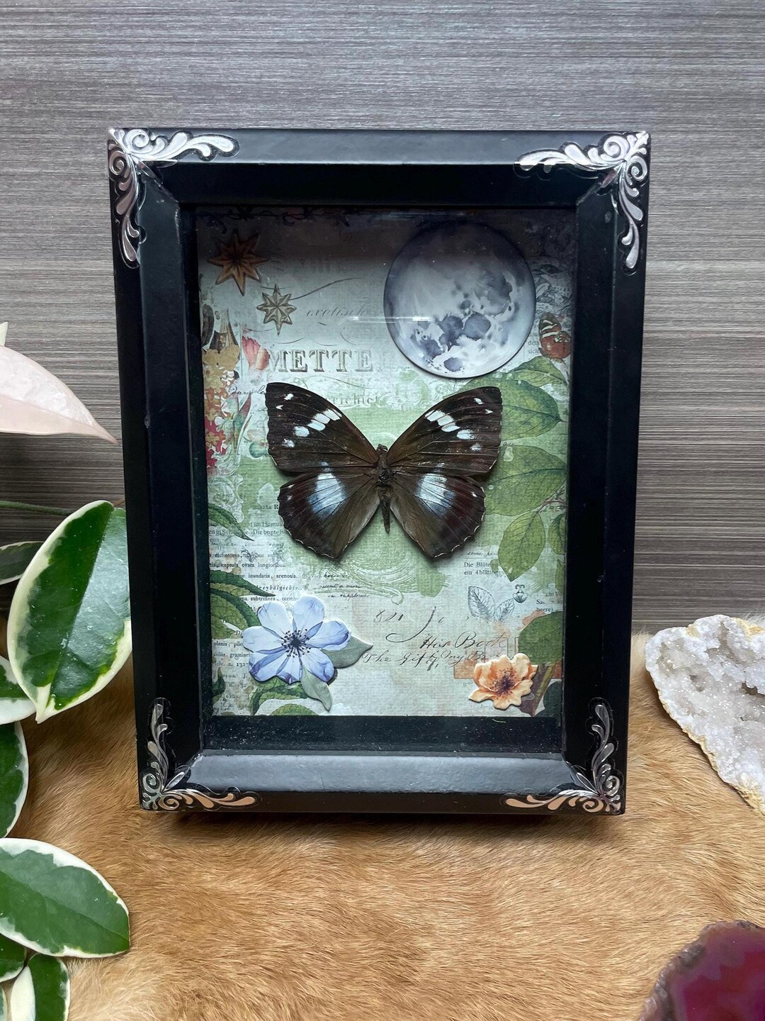 Butterfly Shadowbox Taxidermy Display - Etsy