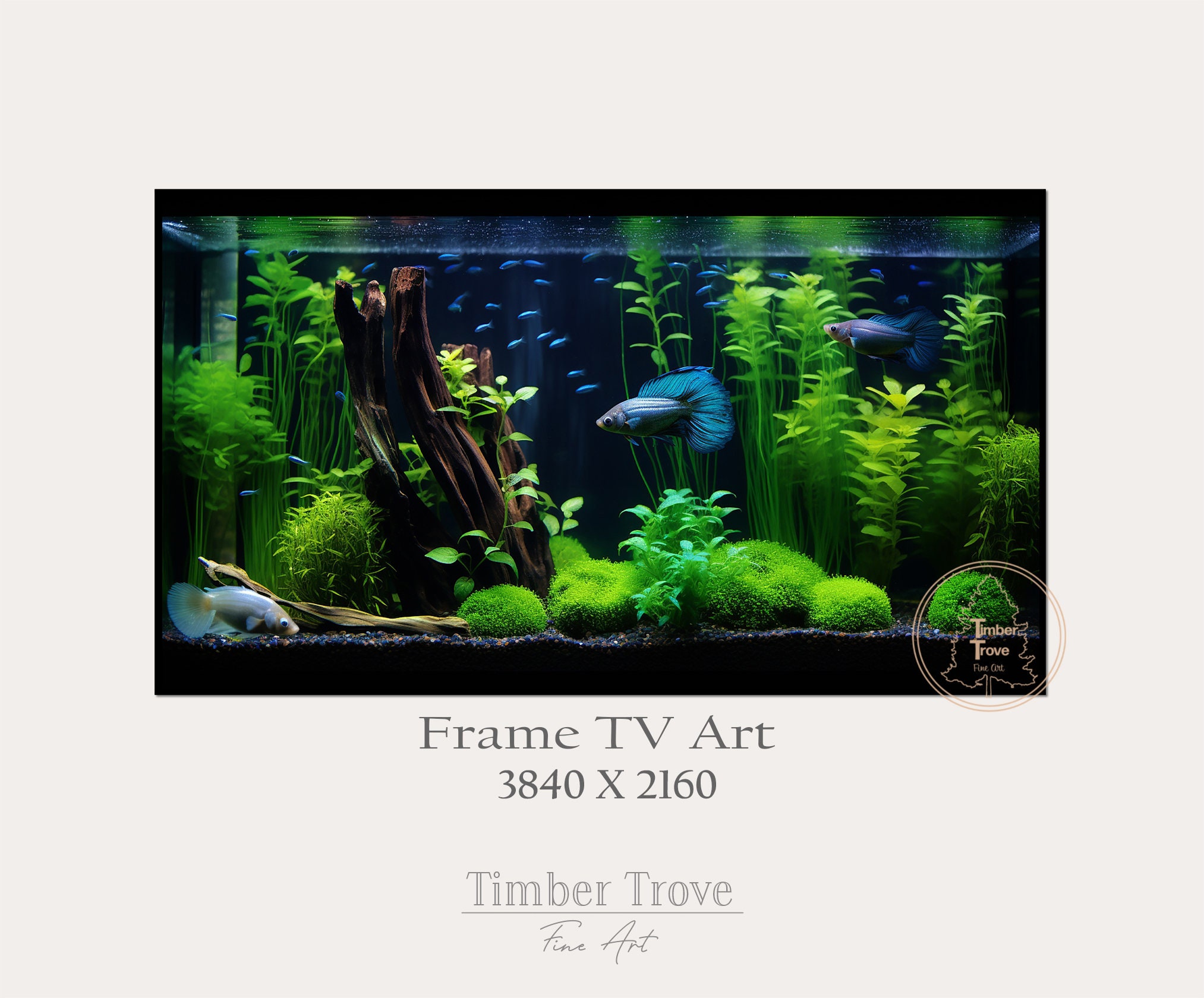 Beta Fish Tank - Frame TV Art DIGITAL Download - Instant Download - Etsy