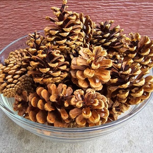 May include: A glass bowl filled with a variety of brown pine cones. The cones are arranged in a decorative pattern and are a natural, rustic element.