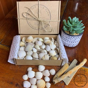 May include: A box of seashells tied with twine, alongside a small succulent in a patterned pot. The box is filled with various white and tan seashells. The box is lined with polka dot paper. Driftwood pieces are also present.