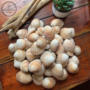100 Natural Cockle Shells, Lancashire Craft Supply, Assorted Sizes
