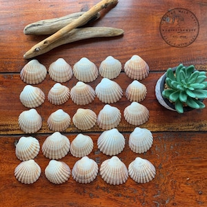 May include: A collection of seashells in shades of cream and brown, displayed on a wooden surface. Two pieces of driftwood and a small potted succulent are also visible. The image includes the text "knotonthewyre EST-2024".