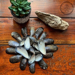 May include: A display of mussel shells, some open, some closed, arranged in a circular design on a wooden surface. A small potted succulent and driftwood are also visible. The shells display dark blue, black, and white hues.