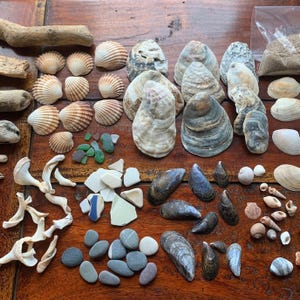 May include: A display of various seashells, driftwood, sea glass, and pebbles on a wooden surface. The seashells are in different sizes and shapes, with colours from white to brown. The sea glass pieces are green and blue.