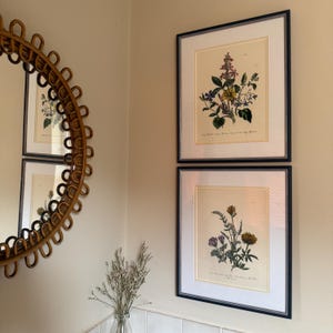 Pair of antique wildflower illustrations, botanicals. Framed original vintage art