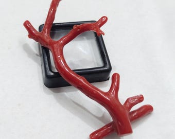 Oxblood Red Coral Branch: Natural Italian AAA Quality Gemstone