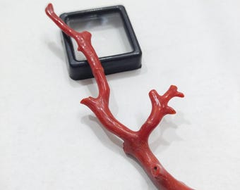 Oxblood Red Coral Branch: Natural Italian Gemstone Jewelry (95mm Long)