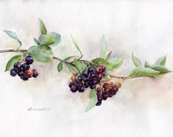 Original Watercolor Painting Black Rowan, Handmade Home Wall Decor, Art Botanical Illustrations