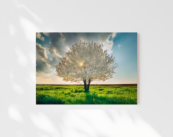 Photo  blossoming cherry tree in a field,spring landscape,digital download.spring blossom,cherry blossom,spring wall print,flowering tree