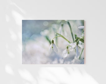 May include: Close-up of delicate white snowdrop flowers with green stems, blooming in a snowy, white background.