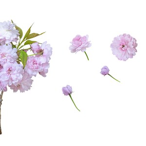 photo isolated sakura on a transparent background, PNG format, set 4 files of pink flowers sakura, digital download, sakura flowers, cut out