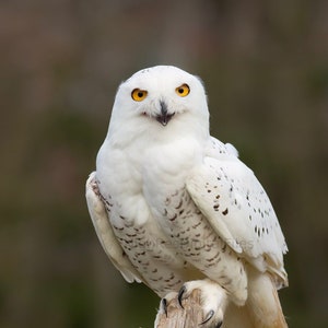 Owl Wall Art Photograph Snowy Owl High Resolution White Bird Portrait Image Digital Download Gift Photo Wallpaper Room Decor Instant