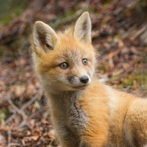 Baby Red Fox Kit Print Art Photograph Gift Nature Photography Decor Room Digital Download Nursery Colorful Image Beautiful Art Den