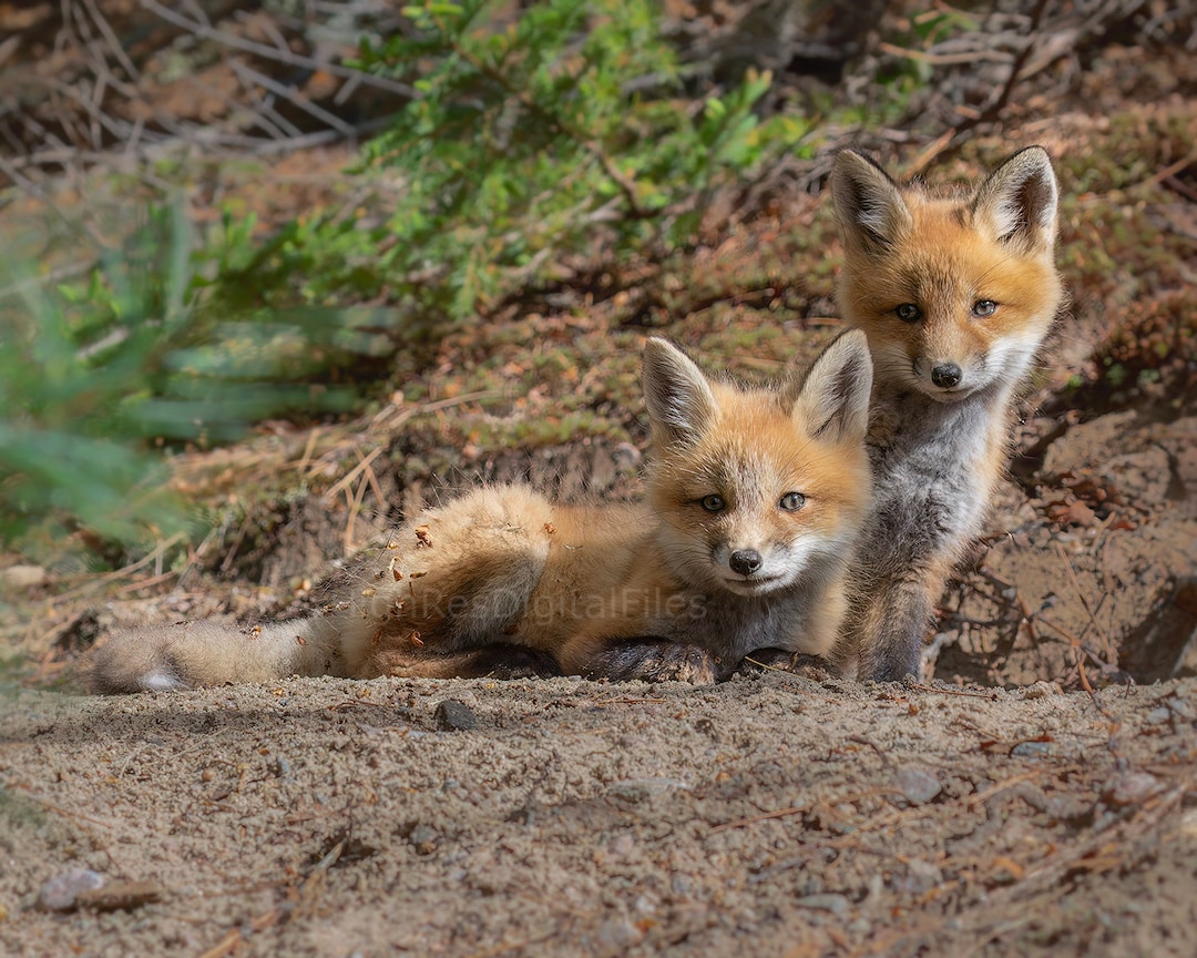Fox Baby Nature Photo Art Photograph Gift Nature Digital Download Decor ...