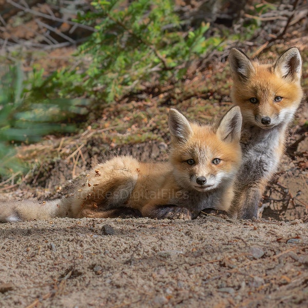 Fox Baby Nature Photo Art Photograph Gift Nature Digital Download Decor Image Outdoors Photo Print Wildlife Kit Den Livingroom Cabin