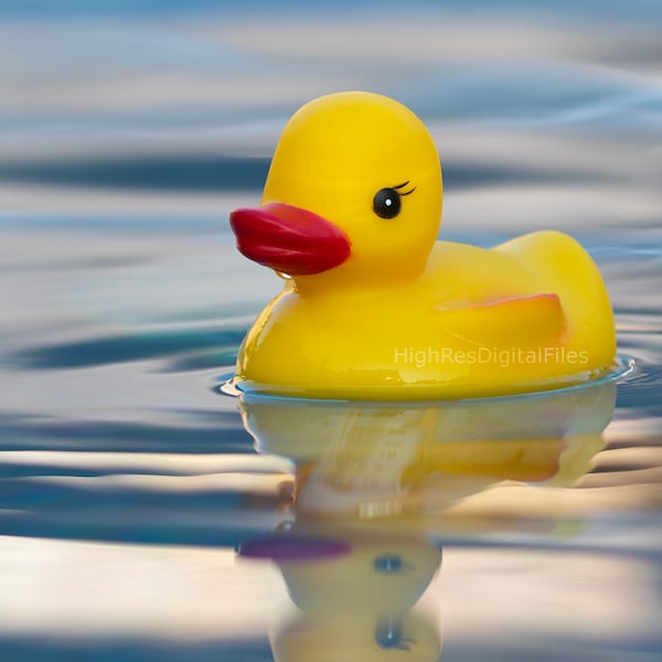 Print Art Rubber Duck Duckie Photograph Wall Art Gift Photograph Decor Room Bird Photography Image Beautiful Bathroom Art Nursery Duck