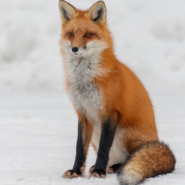 Red Fox Print Art Photograph Gift Nature Photography Decor Room Fox Photography Colorful Image Beautiful Art Wilderness Snowy Day Winter