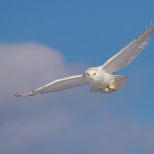 Wall Art Nature Photograph Snowy Owl High Resolution Flying Bird Image Digital Download Gift Photo Computer Wallpaper Room Decor Raptor