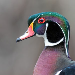 Nature Photograph Wall Art Wood Duck High Resolution Bird Image Digital Download Pond Gift Photo Wallpaper Room Decor