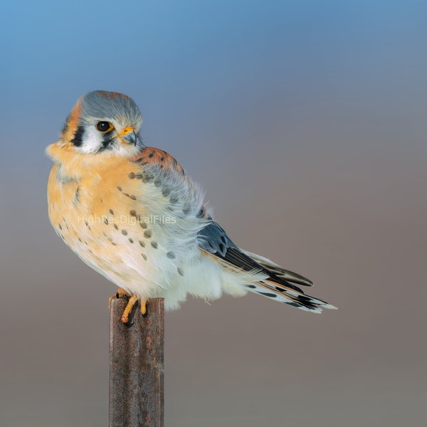 Bird Art Photograph Falcon American Kestrel Gift Nature Photography Decor Room Bird Photography Image Beautiful Art Hunting Print