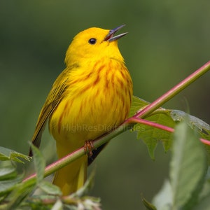 Print Art Photograph Gift Nature Warbler Bird Photography Decor Room Digital Download Photography Colorful Image Art Yellow Warbler Bird