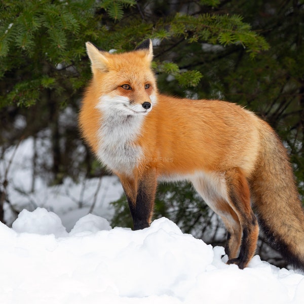 Red Fox Nature Photo Winter Scene Art Photograph Snow Gift Nature Forest Photography Decor Den Image Photo Print Livingroom Digital Download