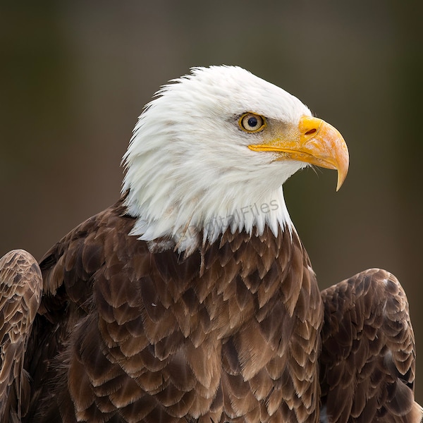 Bald Eagle Wall Art Photograph Eagle High Resolution Bird Image Digital Download Gift Photo Computer Wallpaper Room Decor wings Raptor