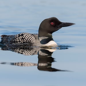 Op de afbeelding: Een ijsvogel zwemt op een kalm, blauw meer. De vogel heeft een zwarte kop en nek, een witte keel en een zwart-wit gevlekte rug. De weerspiegeling is zichtbaar in het water.