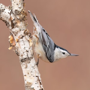 May include: A white-breasted nuthatch perched on a birch tree branch, with its head tilted to the side and its beak pointed forward. The bird has a grey back, white breast, and black eyes.