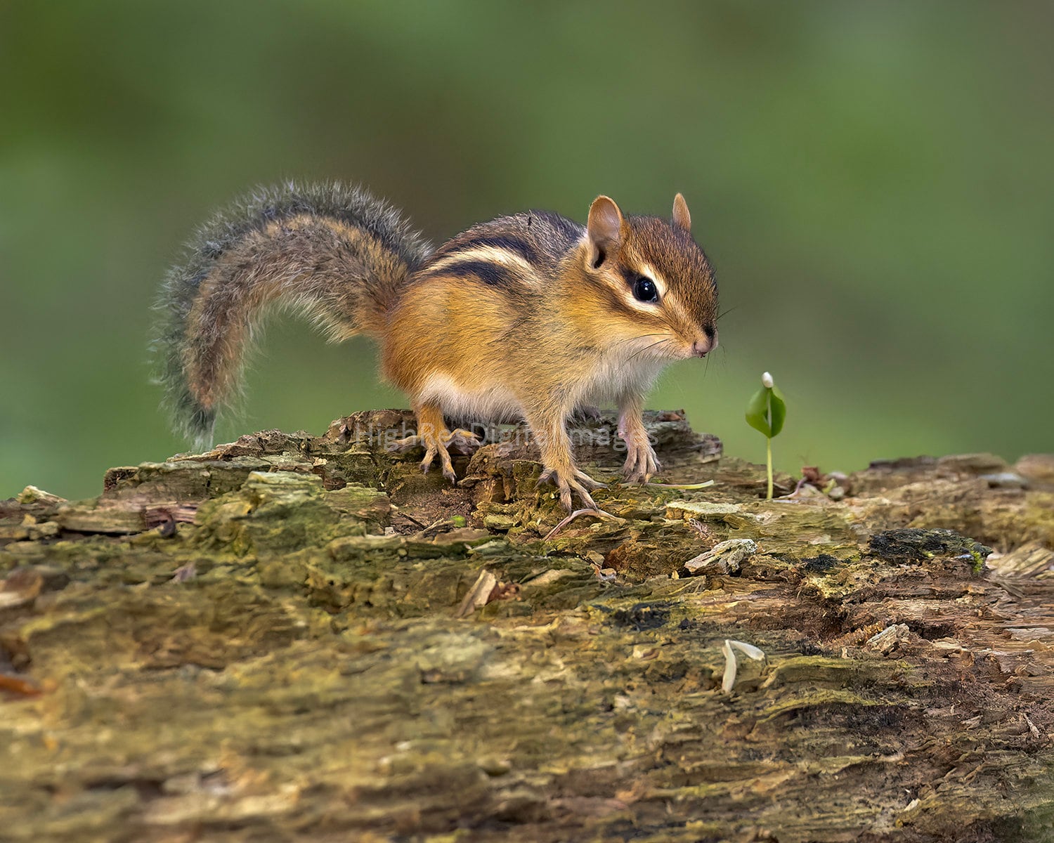 Chipmunk Wall Art Nature Photograph High Resolution Colorful Image ...