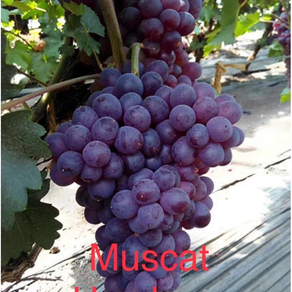 Muscat Hamburg Grape Vine, Bare root, live plant