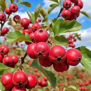 May include: Close-up of a branch laden with bright red berries. The berries are round with a small, dark indentation at the base. Green leaves provide a contrast to the vibrant berries. The background shows a blue sky with some clouds.