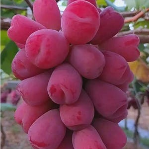 May include: A close-up of a bunch of ripe, red grapes. The grapes are oval-shaped and clustered together, with a vibrant, reddish-purple hue. The background features green leaves and brown vines, suggesting a vineyard setting.
