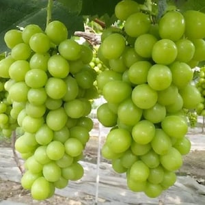 Grafted Japanese Shine Muscat Bare Root Grape Vine 16-18in