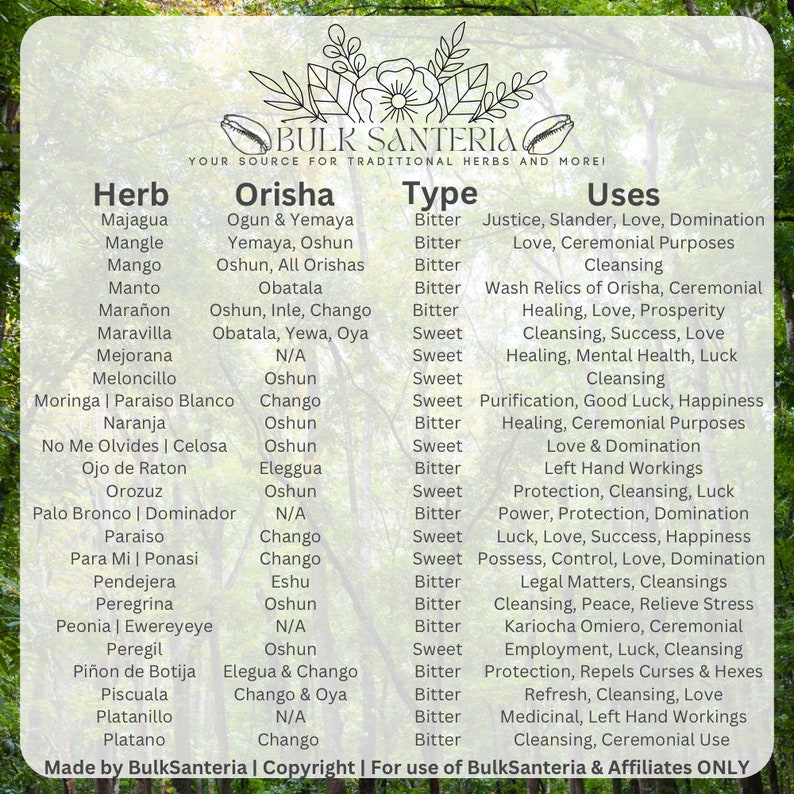 Piñon De Botija Jatropha Curcas Dried Herb Bulk 16 Ounces Santeria