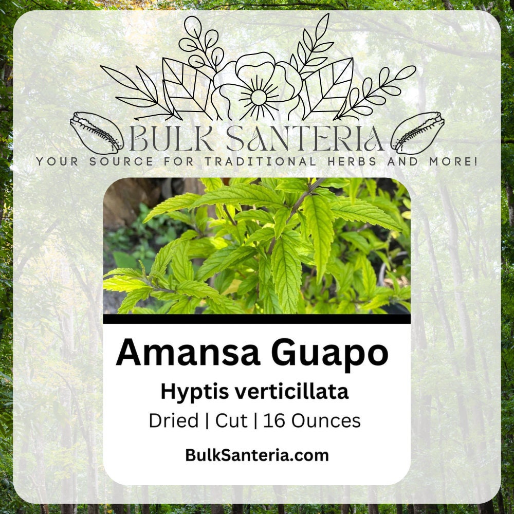 Amansa Guapo Hyptis Verticillata Dried Herb Bulk 16 Ounces Santeria ...