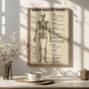 Anatomy Wall Art, Rolled Posters for Medical Science Decor, Educational Chart & Classroom Doctor Gift, Skeleton Print