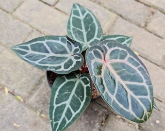 Anthurium Zara x Michelle Red Crystallinum