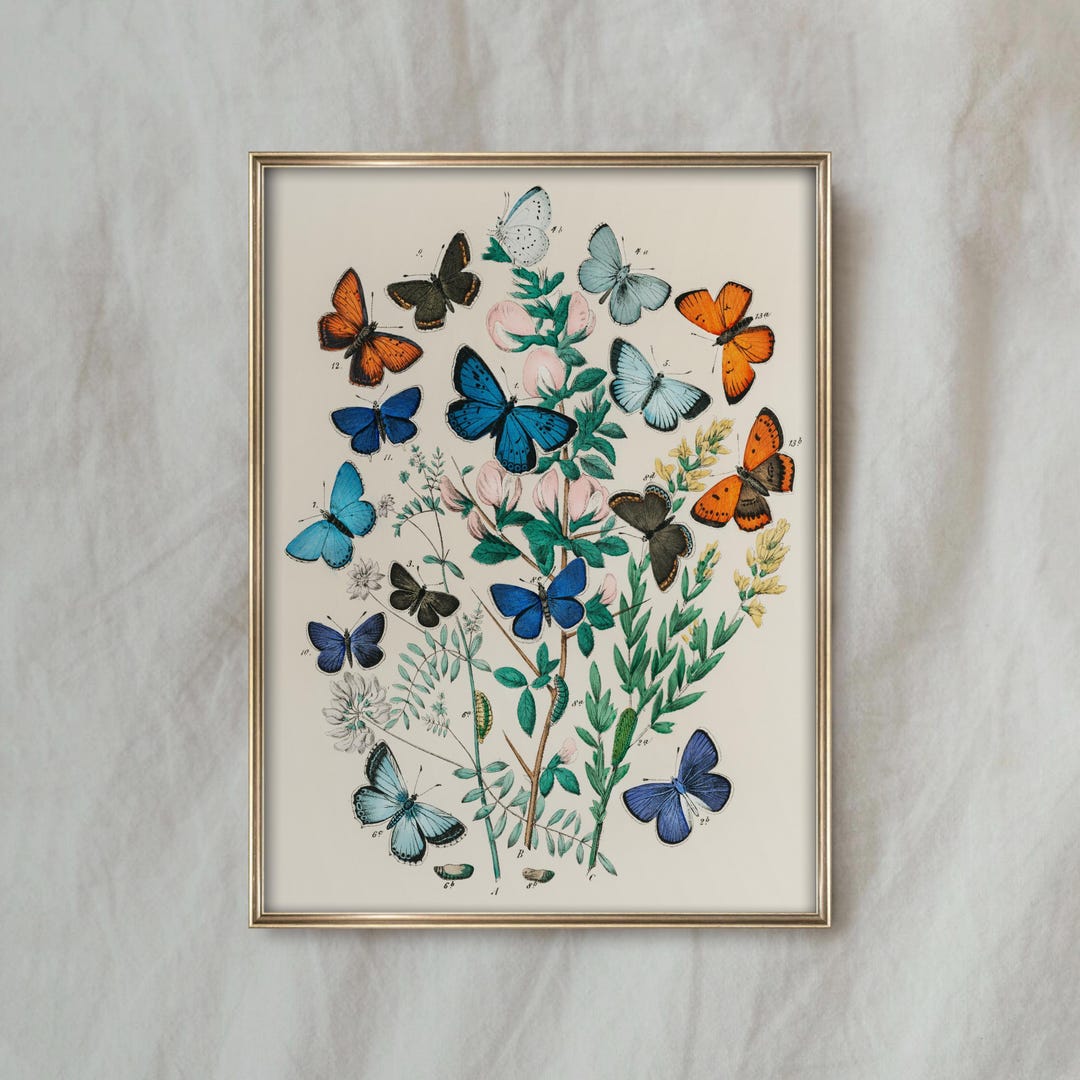 Vintage Butterfly Botanical Painting | Antique Insect Wall Art | Nature ...