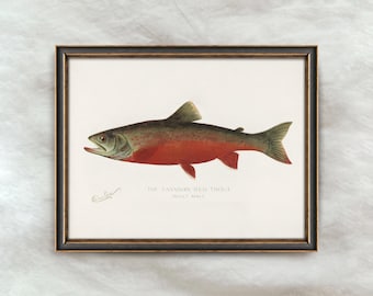 Vintage Canadian Red Trout Painting | Antique Fishing Wall Decor | Fish Illustration Artwork | Digital Download