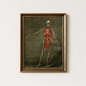 Op de afbeelding: Een ingelijste anatomische print met een menselijk skelet met blootliggend rood spierweefsel tegen een donkere, gedempte achtergrond. De figuur staat in een voorwaartse houding met uitgestrekte armen. Het kunstwerk zit in een donkere houten lijst.