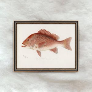 Vintage Red Snapper Painting | Antique Fishing Wall Art | Fish Illustration Home Decor | Digital Download