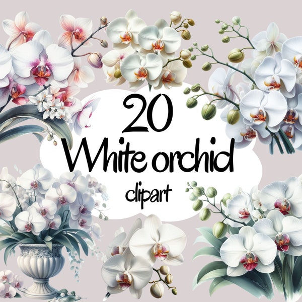 Watercolor White Orchid Clipart - spring floral PNG format instant download for commercial use