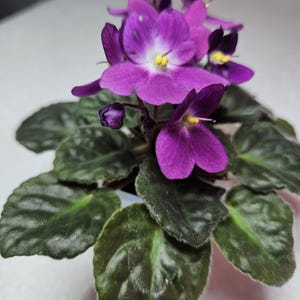 May include: A close-up of an African violet plant with vivid purple flowers and dark green, velvety leaves. The flowers have a white centre with yellow stamens. The plant is in full bloom, showcasing its delicate petals and lush foliage.