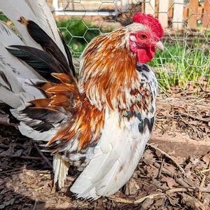 Fertilized Serama Chicken Eggs! Tiny Teacup Chickens - for Cooking or Baking, Homesteading, Life Cycle Project, Family Farm