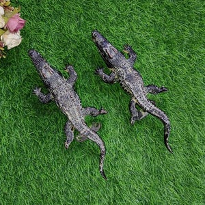 Saltwater Crocodile Door Hardware Handle Set | Brass Alligator Theme Office Door Puller