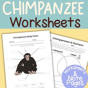 Peut inclure: Feuilles de travail éducatives sur les chimpanzés. L'image comprend deux pages : une pour étiqueter les parties du corps du chimpanzé et une autre comparant les chimpanzés et les humains à l'aide d'un diagramme de Venn. Le titre "CHIMPANZEE Worksheets" est affiché en haut.