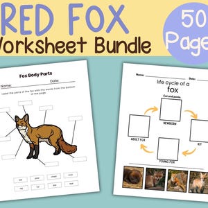 Può includere: Un pacchetto di fogli di lavoro intitolato "RED FOX Worksheet Bundle" con 50 pagine. Sono visibili due fogli di lavoro: uno per etichettare le parti del corpo della volpe e un altro che illustra il ciclo di vita della volpe. Su sfondo azzurro.