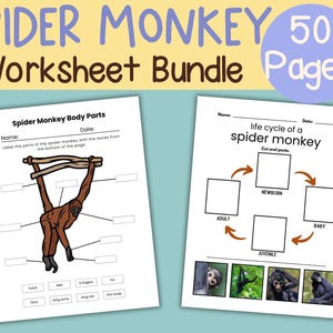 Pode incluir: Um pacote de folhas de trabalho com o texto "SPIDER MONKEY Worksheet Bundle 50 Pages". Duas folhas de trabalho brancas são visíveis. Uma mostra um diagrama do corpo do macaco-aranha. A outra mostra o ciclo de vida do macaco-aranha.