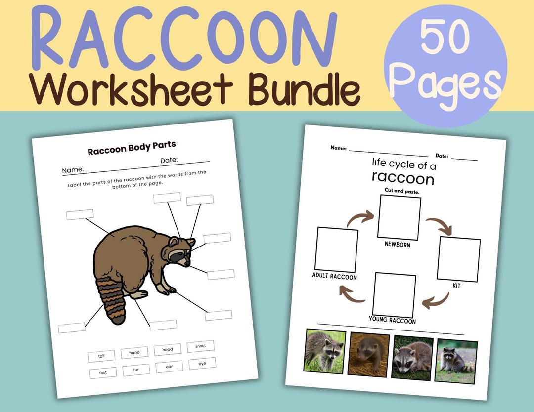 Raccoon Nature Study: Homeschool Worksheets, Activities (PDF Download ...
